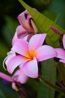 rosa frangipani blommor blomning och solljus mjuk fläck bakgrund foto