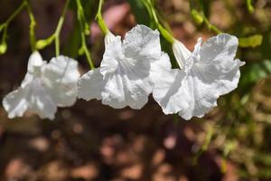skön vit mexikansk blåklocka blomning och kronblad i en thai trädgård foto