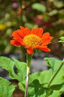 skön orange zinnia blooms och kronblad i en thai trädgård foto