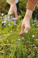 ung kvinna plockar vild blå blommor i de grön parkera på sommar solig dag. flicka med lockigt hår i klänning gör bukett av skön blommor. vertikal Foto