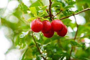 röd mirabelle prunus cerasifera i de gammal landa Nästa till hamburg foto