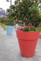 Benalmadena, andalusien, Spanien - Maj 9. massiv blomma kastruller i benalmadena Spanien på Maj 9, 2014 foto