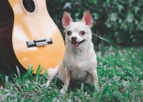 Lycklig brun kort hår chihuahua hund Sammanträde på grön gräs med akustisk gitarr i de trädgård, leende med hans tunga ut foto