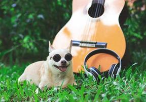 Lycklig brun kort hår chihuahua hund bär solglasögon liggande ner med akustisk gitarr och hörlurar på grön gräs i de trädgård, leende med hans tunga ut foto