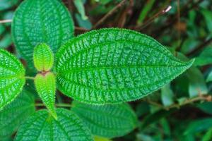 närbild små balsam växt i indonesiska skog med selektiv fokus. blomning små balsam i juli. foto