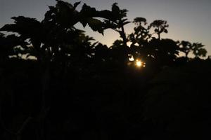 solnedgång i snår. Sol och silhuetter av växter. detaljer av natur i sommar. foto