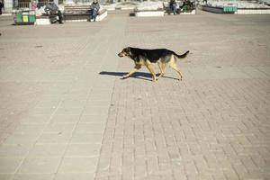 herrelös hund kör ner gata. övergiven djur. foto