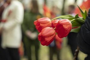 blommor i hand. röd tulpaner på sorg- händelse. foto