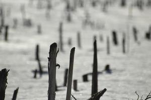 torr växter och snö. detaljer av natur i vinter. foto