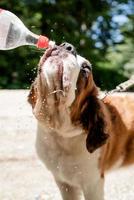 törstig st. bernard hund dricka från plast flaska utomhus i varm sommar dag, vatten stänk och sprayer foto