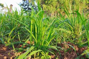 mombasa guinea paspalum maximal CV. mombasa gräs för djur, buffel gräs i thailand foto