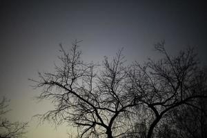 skuggor av träd mot himmel. silhuetter av träd. foto