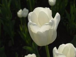vit tulpan. vår blomma. närbild foto