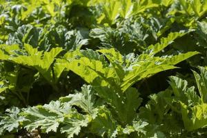 ogräs växt i Ryssland. farlig Hogweed. foto