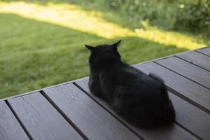 svart katt lögner på veranda. svart katt i landsbygden. sällskapsdjur vilar i sommar. foto