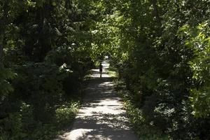 väg i parkera. spår genom skog. foto