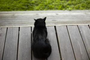 svart katt lögner på veranda. svart katt i landsbygden. sällskapsdjur vilar i sommar. foto