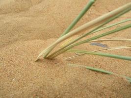 vågor av sand textur. sanddyner av de öken. öken- sanddyner solnedgång landskap. foto