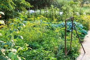 lantlig vegetabiliska trädgård efter regn i sommar foto