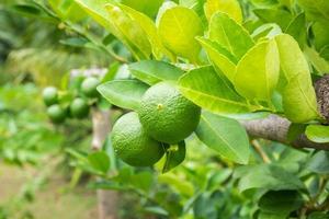 färska gröna citronlimefrukter på träd i ekologisk trädgård foto