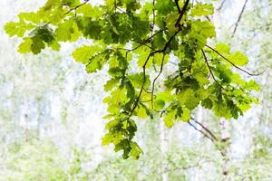 grön ek gren i skog med suddig bakgrund foto