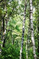 björk träd i grön tjock skog på sommar dag foto