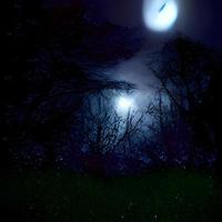 natt barr- skog. magi skogen. månsken och dimma. natur, mysterium och fe- berättelse Plats. foto