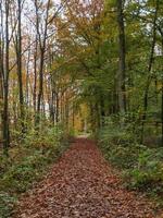 hösttid i Westfalen foto