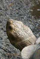 ung sköldpadda vilar på sten foto