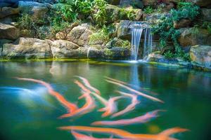 japansk trädgård vattenfall. frodig grön tropisk koi damm med vattenfall från varje sida. en frodig grön trädgård med vattenfall cascading ner de klippig stenar. zen och fredlig bakgrund. foto