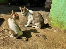 en inhemsk mor katt är spelar med ett av henne ungar under de värma morgon- Sol foto