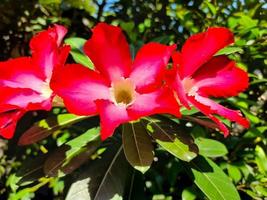 skön blommor adenium obesum eller vanligen kallad japansk frangipani blommor. detta dekorativ växt med en mörk rosa krona och grön löv kan leva väl i de tropikerna till vara kallad de öken- reste sig foto