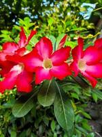 skön blommor adenium obesum eller vanligen kallad japansk frangipani blommor. detta dekorativ växt med en mörk rosa krona och grön löv kan leva väl i de tropikerna till vara kallad de öken- reste sig foto