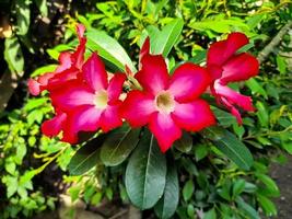 skön blommor adenium obesum eller vanligen kallad japansk frangipani blommor. detta dekorativ växt med en mörk rosa krona och grön löv kan leva väl i de tropikerna till vara kallad de öken- reste sig foto