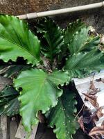 växter Vinka av kärlek är ett dekorativ växt anthurium med vågig färsk grön löv den där har många entusiaster. foto