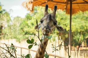 giraff äter löv växt från de träd i de naturlig Zoo foto