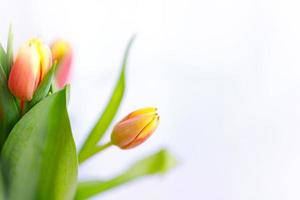 härlig pastell rosa tulpaner knippa, blommig gräns på ljus bakgrund, topp se. layout för springtime högtider. mor dag hälsning kort foto