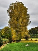 hösttid i Westfalen foto