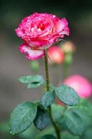 blomma: närbild rosa kinesisk rosblom isolerad peking, Kina foto