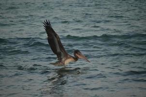 stor brun pelikan fågel med stor vingar foto