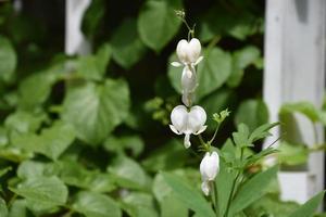 skön vit blommande blödning hjärta växt i de vår foto