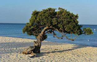 divi träd på Örn strand formad förbi de vind i aruba foto