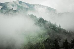 mörk fjäll, tall skog med dimma foto