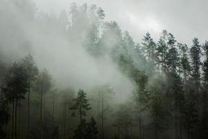 mörk fjäll, tall skog med dimma foto