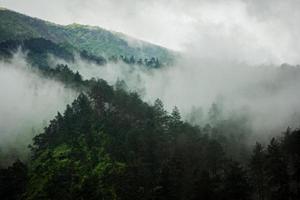mörk fjäll, tall skog med dimma foto