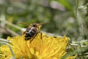 honungsbi som samlar nektar på en gul blomma av maskros. upptagen insekter naturen foto