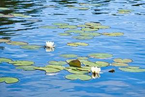 på en sjö i Sverige i smalland. vatten lilja fält med vit blommor, i vatten foto