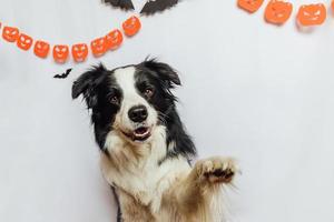 trick or treat koncept. rolig hundvalp border collie på vit bakgrund med halloween girlander dekorationer. förberedelse för halloweenfest. foto