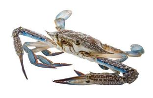 rå blå krabba på vit bakgrund foto