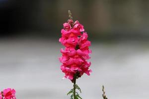 sommarblommor i en stadspark i Israel. foto